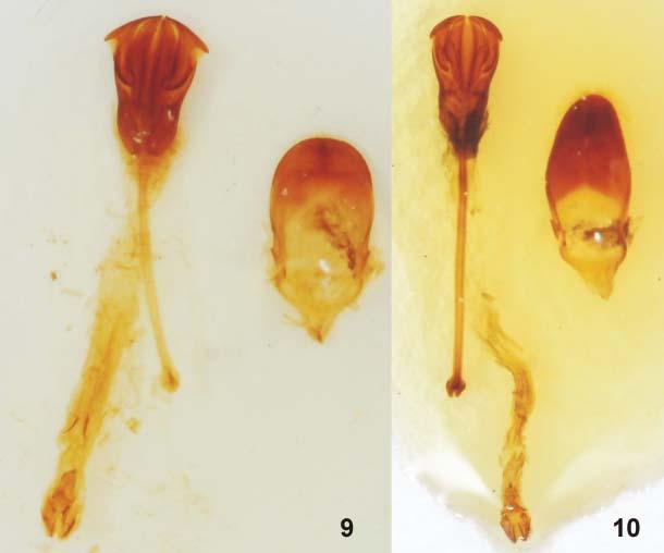 508 LASOŃ: A new Glischrochilus from China (Coleoptera: Nitidulidae) Figs. 9 10. Male genitalia (median lobe left, tegmen right). 9 Glischrochilus jelineki sp. nov. (holotype); 10 G.