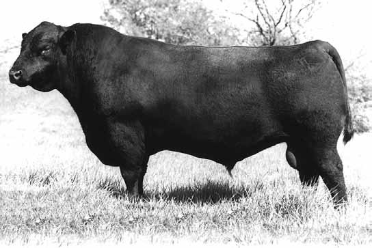 Her first calf had a weaning ratio of 109, yearling ratio of 107 along with a ribeye ratio of 105.
