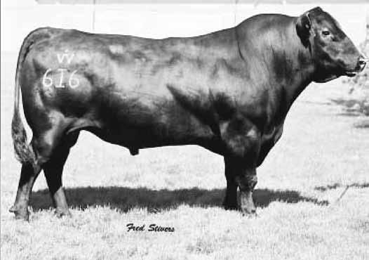 14 Consignor: graystone farm A daughter of the Genex Masterpiece sire Boyd New Day 8005 who has left many good females in the Graystone Farm herd.