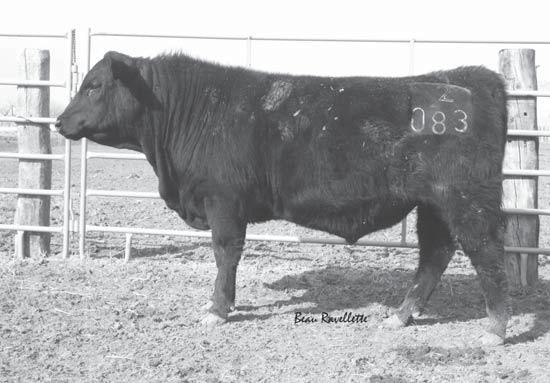 Lot 066 AAA 17368407 Calved: 4/4/12 S Game Day 0218 GDAR Game Day 449 S Blackbird 0111 OCC Great Plains 943G Ma & Pa ABlackbird