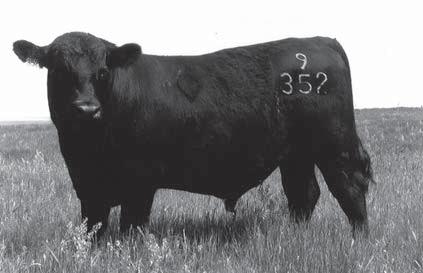 Reference Sires Ma & Pa Steak Maker 9452 Ma & Pa Fear Not W435 Calved March 23, 2009 Reg.