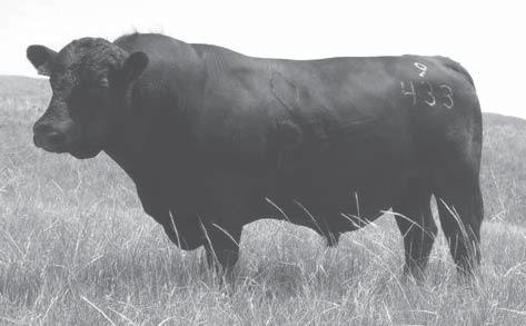 Reference Sires Ma & Pa Documentary W645 Ma & Pa Pay 4 The Ranch Brooks Ext 747 Ma & Pa 747 Ext K841 CH Miss 8338 Sitz Alliance 6595 Calved April 12, 2009 Ma & Pa Blackbird 858M Blackbird Lassie 319H