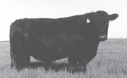 Like his sire he is big and sound footed. His dam is a tracing back to the famous Cedar Hills Angus Ranch of Montana. Calved March 19, 2009 Reg.