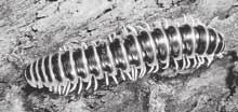 CENTIPEDES AND MILLIPEDES Centipedes and millipedes have many segments. Centipedes have two legs on each segment and millipedes have four.