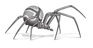 SECTION 3 Arthropods continued 7. Identify What are the two main body parts of an arachnid? ARACHNIDS Spiders, scorpions, mites, and ticks are arachnids.