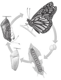 SECTION 3 Arthropods continued METAMORPHOSIS As an insect develops, it changes form. This process is called metamorphosis.