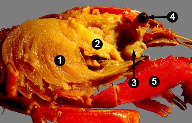 with the carapace removed) 1: Stomach 2: Digestive glands 6: