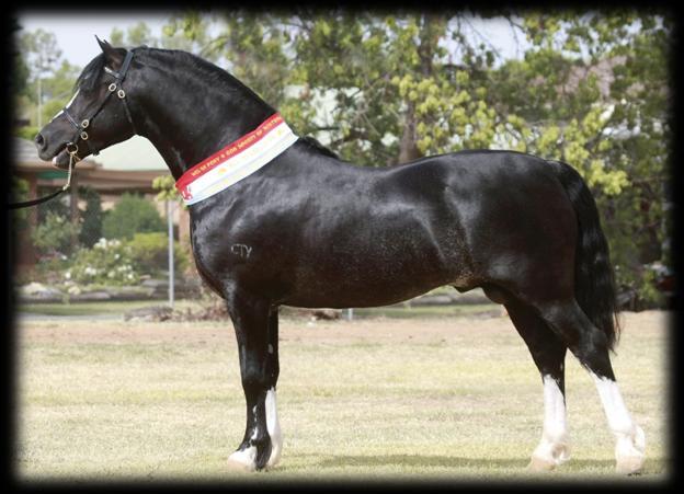 WELSH PONY (COB TYPE) Section C of the Stud Book Not exceeding 13.2hh The Welsh Pony of Cob Type, Section C, is the stronger counterpart of the Welsh Pony, but with Cob blood.