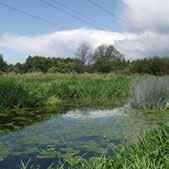 10 Secret Spaces :The Wildlife Trusts The Wildlife Trusts: Secret Spaces 11 Case Studies Saved from the brik of developmet Aylestoe Meadows is a beautiful Local Wildlife Site ad Local Nature Reserve