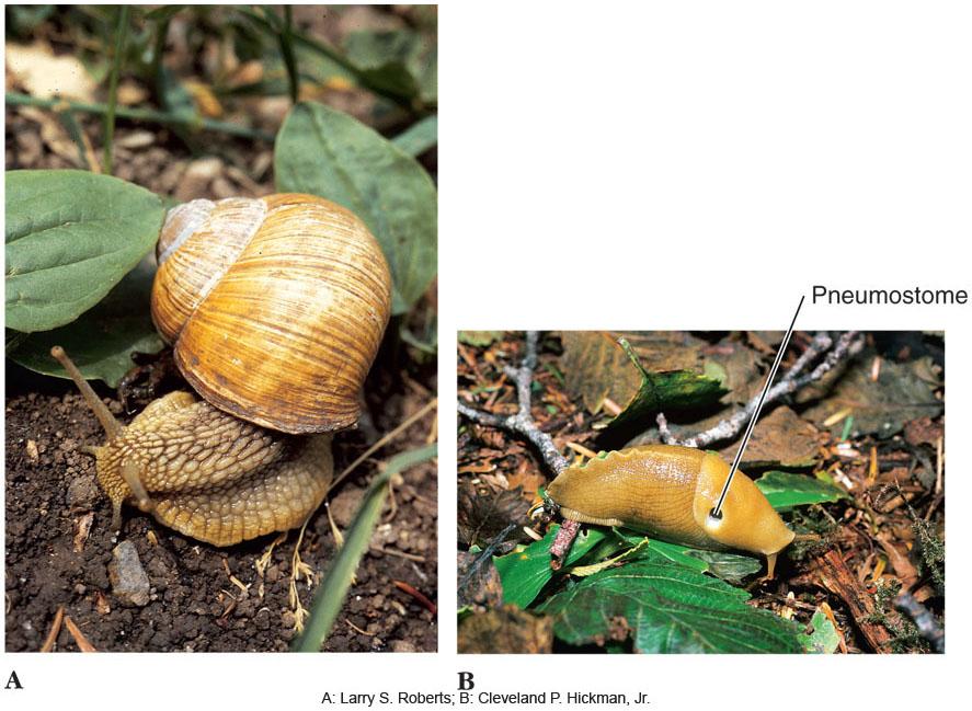 Major Groups of Gastropods l Pulmonata includes land and most freshwater snails and slugs.