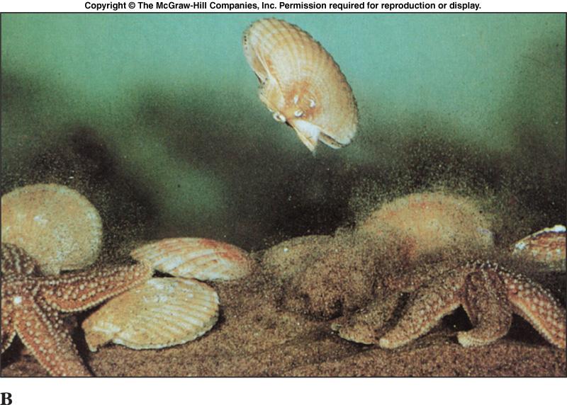 Class Bivalvia - Locomotion l Bivalves move around by extending the muscular foot between the shells.
