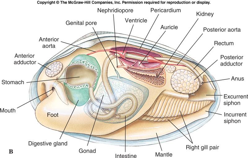 Class Bivalvia l l l l l Like other molluscs, bivalves have a coelom and an open circulatory system.