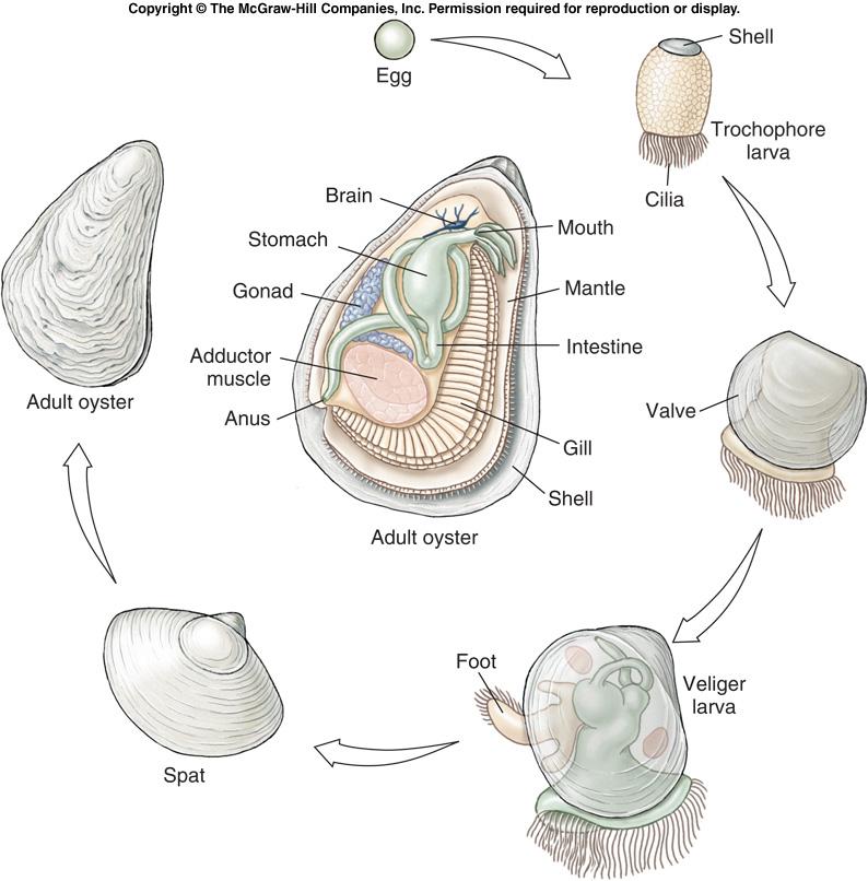 Class Bivalvia - Reproduction l Bivalves usually have separate sexes.