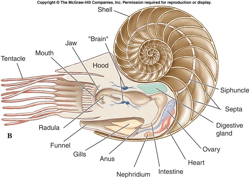 Class Cephalopoda - Shells l Shells of Nautilus and early nautiloid
