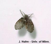 Moth or Drain flies Adult drain flies are small ( 1 /6 to 1 /5 inch long), fuzzy, dark colored insects with the body and wings densely covered with hairs.