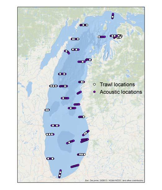 Figure 1. Location of acoustic (purple symbols) and midwter trawl (white symbols) samples in the 216 acoustic survey of Lake Michigan. since 212. The biomass density of age-1 or older alewife was 3.