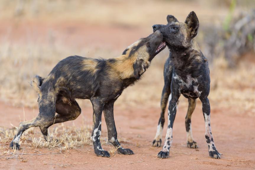 KENYA S RARE SPECIES PHOTO SAFARI Join wildlife photographer Margot Raggett on a seven night photographic safari to beautiful Laikipia to photograph wild dogs and other rare northern species February