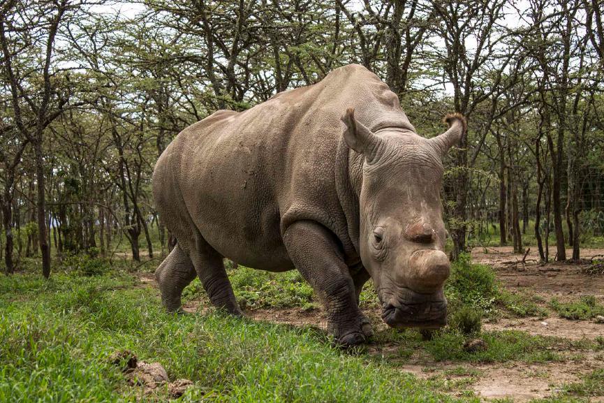 This is where the last four remaining Northern White rhinos in