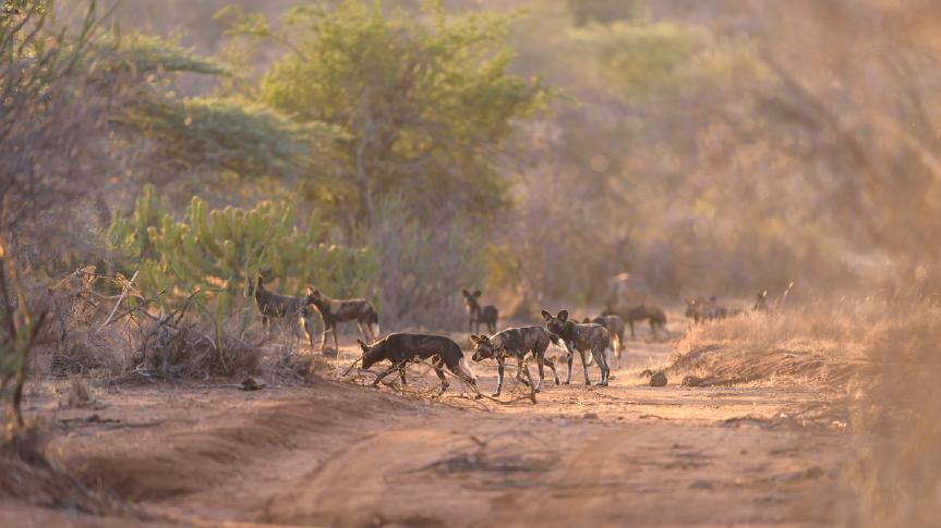Here we will be concentrating on wild dogs as much as we can, tracking the local wild dog pack with Steve