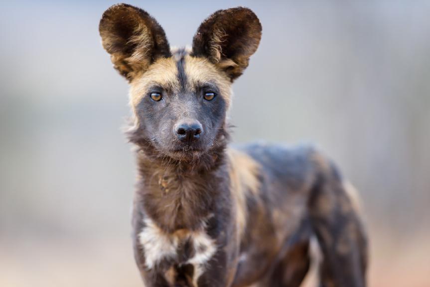 Steve has been following this pack of wild dogs for ten years and knows them better than anyone.