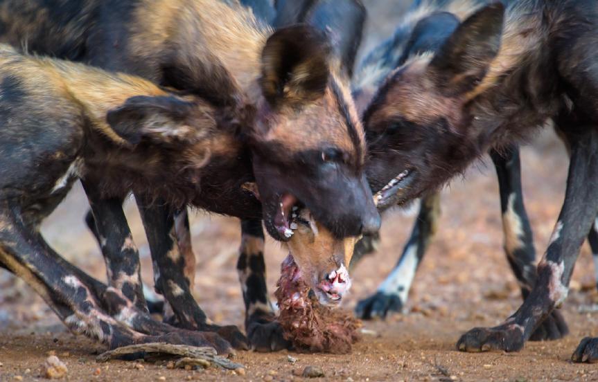 Wild dogs are one of the most challenging wildlife subjects to find and photograph, as you ll discover, hence the investment in four nights in this wonderful camp.