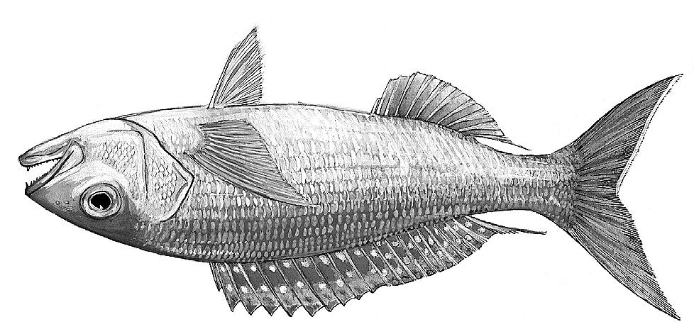 2914 Bony Fishes Pristipomoides typus Bleeker, 1852 Frequent synonyms / misidentifications: None / Other species of Pristipomoides.
