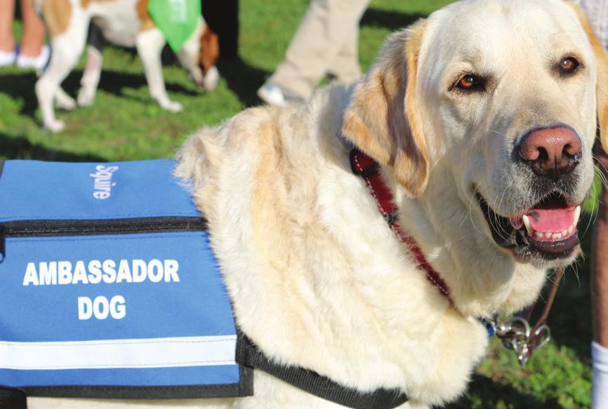 location per sponsorship Since 1982, Southeastern Guide Dogs has matched more than 2,800 guide dog teams There