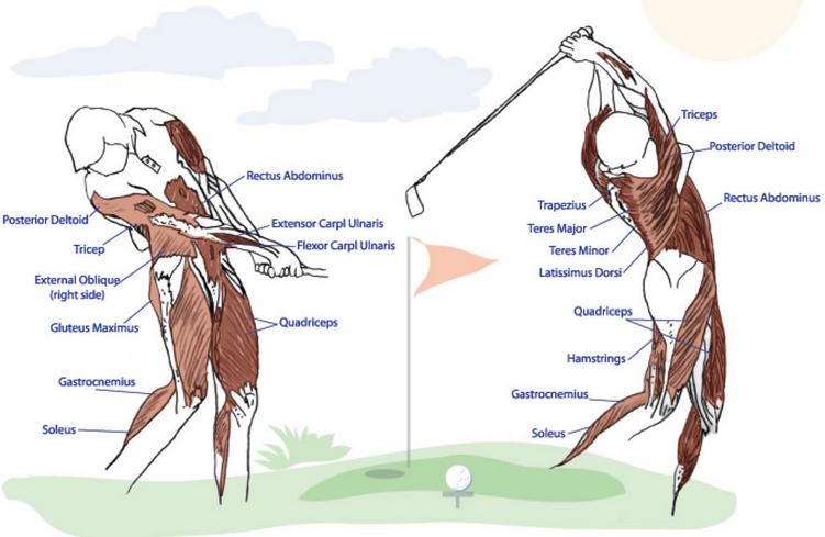 The Better Golfer s Guide to Strength Training Your golf swing requires 21 different muscles to