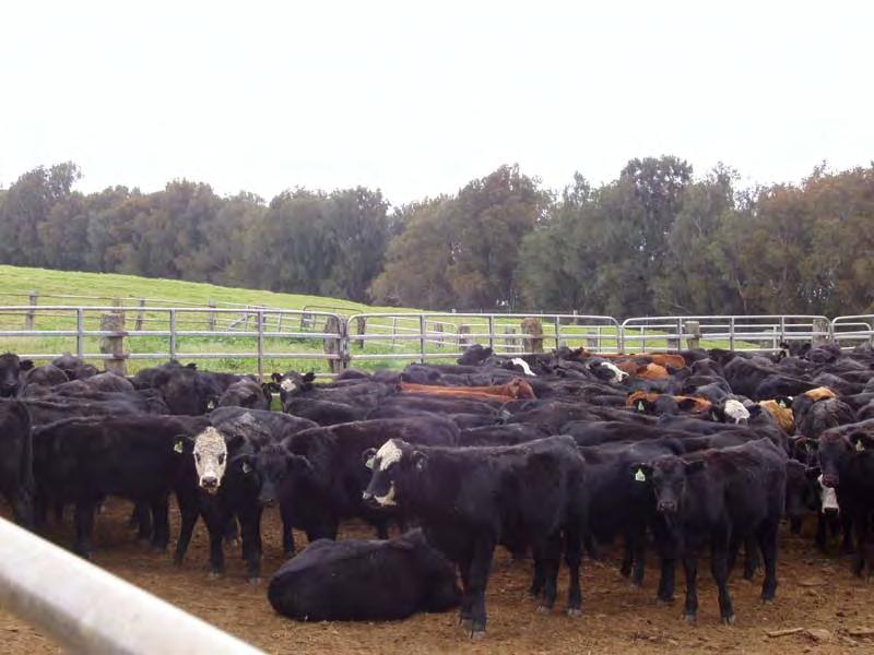 Cattle and Beef Markets: Short