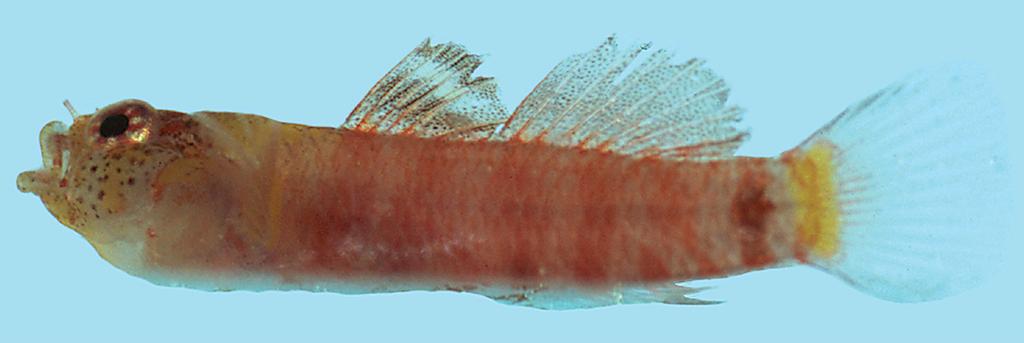 Figure 2. Eviota occasa, holotype fresh, 10.2 mm, Palau, ROM 74885. Photograph by R. Winterbottom.