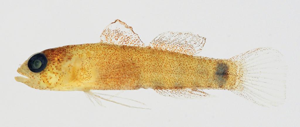 Figure 4. Eviota occasa, preserved specimen, 10.3 mm, Ryukyu Islands, Japan, OMNH-P 35256. Photograph by T. Suzuki. with a sprinkling of dark chromatophores.