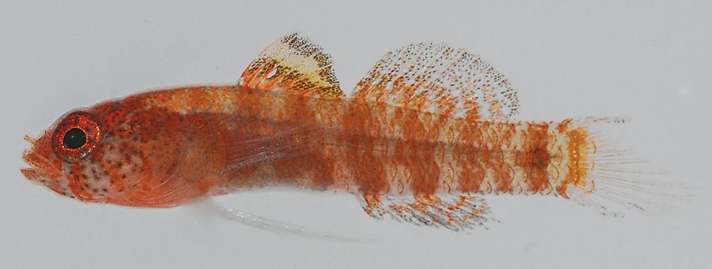Figure 6. Eviota occasa, fresh specimen, 8.3 mm, Ryukyu Islands, Japan, OMNH-P 35242. Photograph by T. Suzuki. a peppering of dark chromatophores over body.