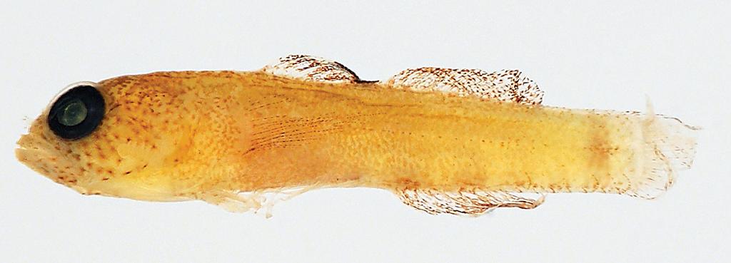 A light area posterior to dark spot, followed by a red-orange broad wedge-shaped bar with yellow tinges at caudal-fin base. Ventral surface of caudal peduncle and abdomen white, as are pelvic fins.