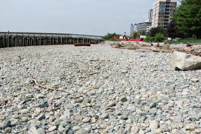 Shoreline Protection: Sediment Transport Prevent small, unstable substrate from being swept out to sea by waves and currents.
