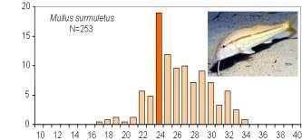 surmuletus OUT Scorpaena scrofa Size composition Size distributions of several species (es.