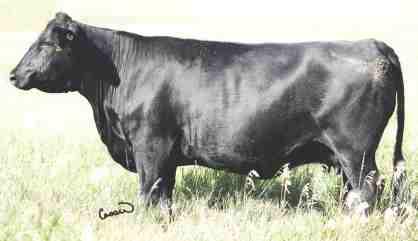9 WW 584 +52 YW - +91 MILK - +25 Tour of Duty is an impressive individual and is capable of lifting any herd to the next level of productivity.