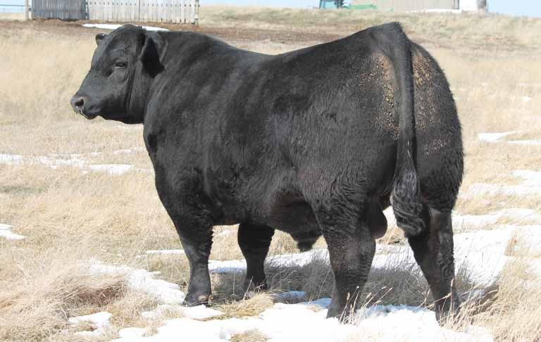 Wind Chill Bulls... BUSHS WIND CHILL 982 Peak Dot Reference Sire 3 Sons Sell!
