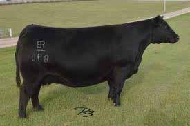 She is a full sister to RB Acitive Duty and a maternal sister to the popular RB Tour of Duty.