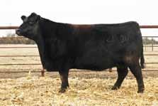 Element Bulls... 4M ELEMENT 405 Peak Dot Reference Sire Calving-ease with added growth 12 Sons Sell!