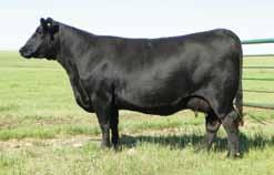 He has proven himself to be an easy calving sire with exceptional performance and cow family strength that goes back for generations.