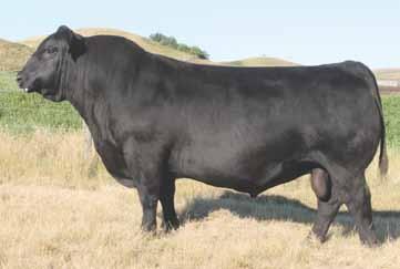 0 One of highest selling Angus bulls in 2012 Exceptional calving ease, with outstanding growth and performance Maternal power and cow family heritage Dam is one of the highest income producing cows