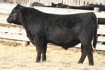 1 BR POLLY 8077-472 TC GRIDIRON 258 S A V MADAME PRIDE 3249 HF MOST WANTED 46H BARBARA OF PEAK DOT 927H 46 14 39 2 8 Soft made bull with loads of natural thickness and shape Dam is big volume SAV
