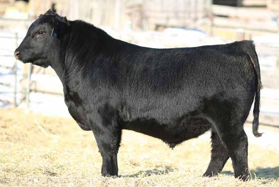Page 29 Feature Vision Unanimous son Placed 2nd in class Agribition Indexing 109 at weaning, 107 yearling Dam is designated Elite by CAA Three maternal sisters in herd 234S - Grand Dam 155D 824