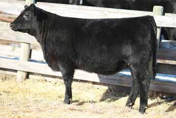 3 47 16 40-4 2 630 A powerful Rage 9A heifer with a productive future ahead Exquisite Lady cow family is one of top cow families at LLB Angus Maternal sister is dam of Lot 70D 254D Remitall F Janessa