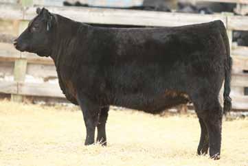 of rib with great extension Sired by walking herdbull, Remitall F Broker 92B, full brother to Remitall F Excaliber 43Z (herdsire for LLB Angus,AB) 266D 92B - Sire Remitall F Forever Lady 266D 1909813