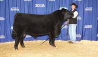 Prospector daughters are truly making beautiful young females with perfect udders. Farm Fair Grand Champion Angus Bull Prospector 110Z was the High Selling Bull in the 2013 Remitall Bull Sale.