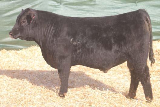 Heavy structured, wide made, stout featured bull. A standout in his herd sire group. His young dam shows 2 WW@103 and 1 YW@101.