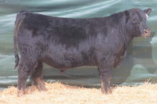 WW 665 Adj. YW 1260 36 +2.3 +52 +87 +21 +32.05 +30.09 This Insight son is a meat wagon. Super square, thick and big hipped.