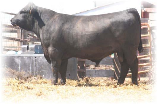 Reference Sires REF Lazy JB Insight 0102 16779798 Tattoo: 0102 02/25/10 REF WK Big Eye 9209 16447450 Tattoo: 9209 02/11/09 S A F Focus of E R Mytty in