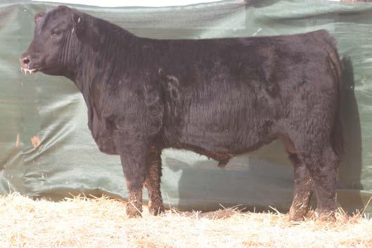 68 3046 is a real curve bender. He is a high performing, powerfully structured bull with extra length and stoutness. He sets the stage for the sale.